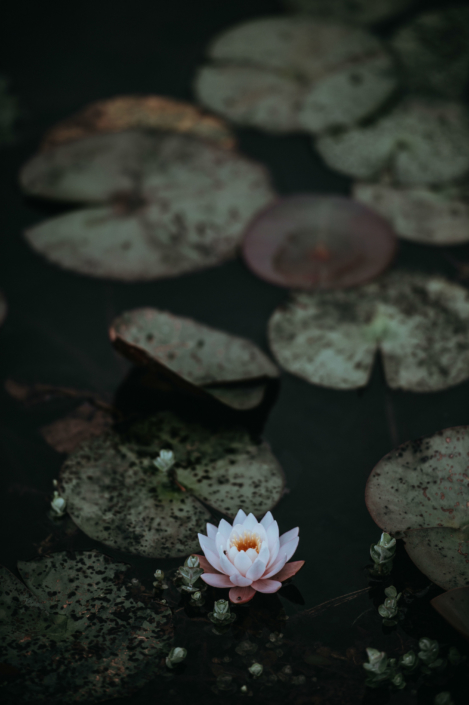 lily pads on water