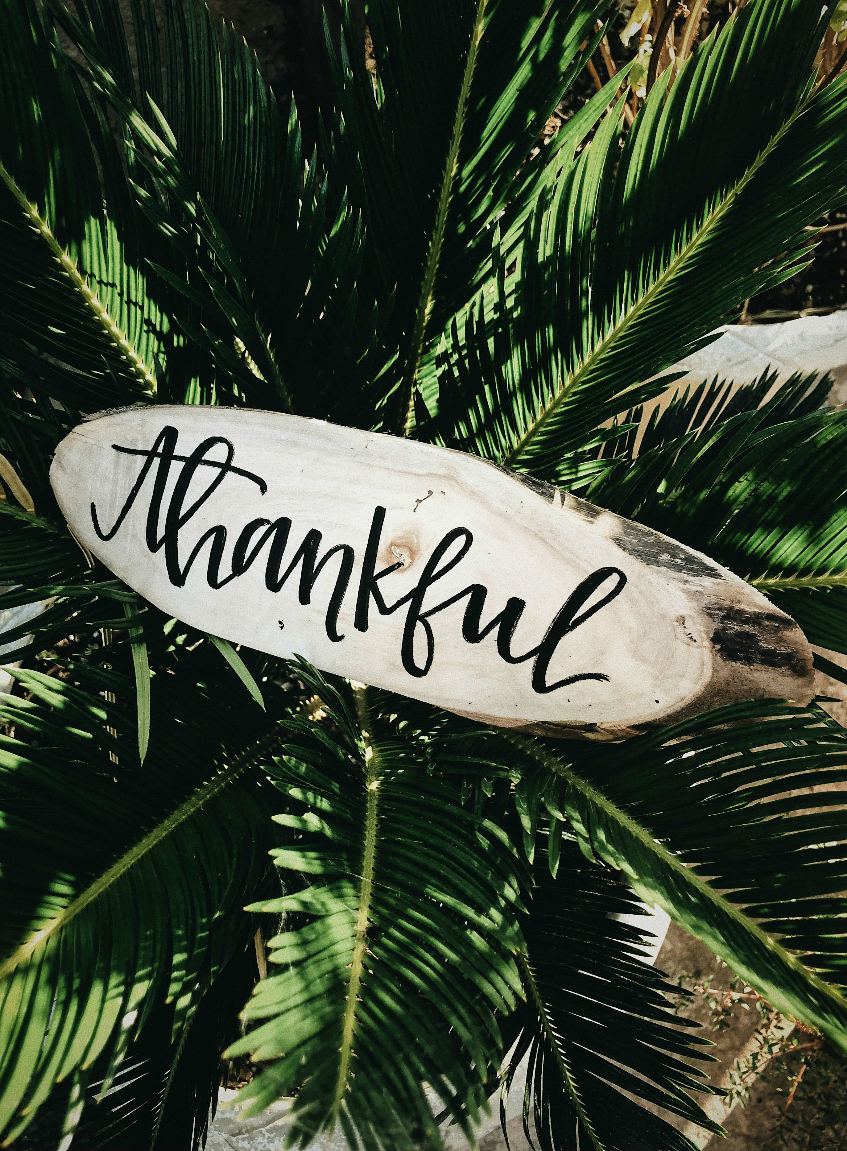 thankful thankful